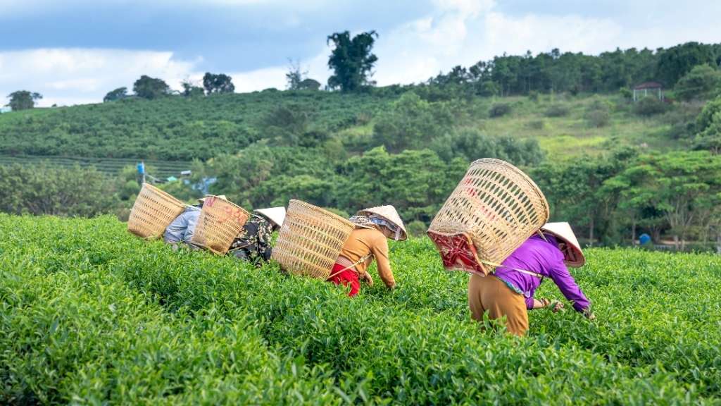 Tea pickers harvesting fresh black tea leaves in the lush green fields of Rize, Turkey — the heartland of authentic Turkish tea production.
