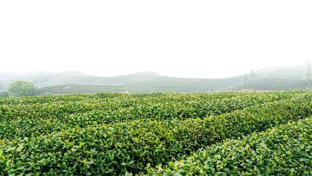 Turkish black tea plants growing on the lush, green hillsides of Rize under a cloudy sky.